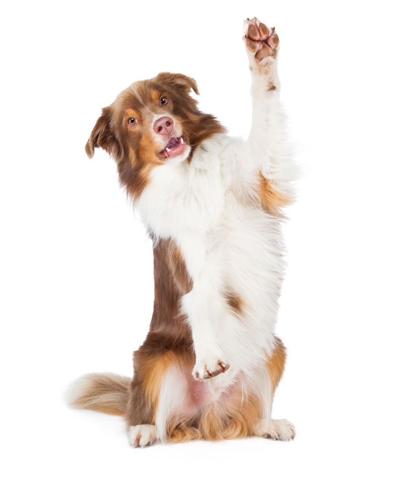 pet-health-plan-062e257f6b6220