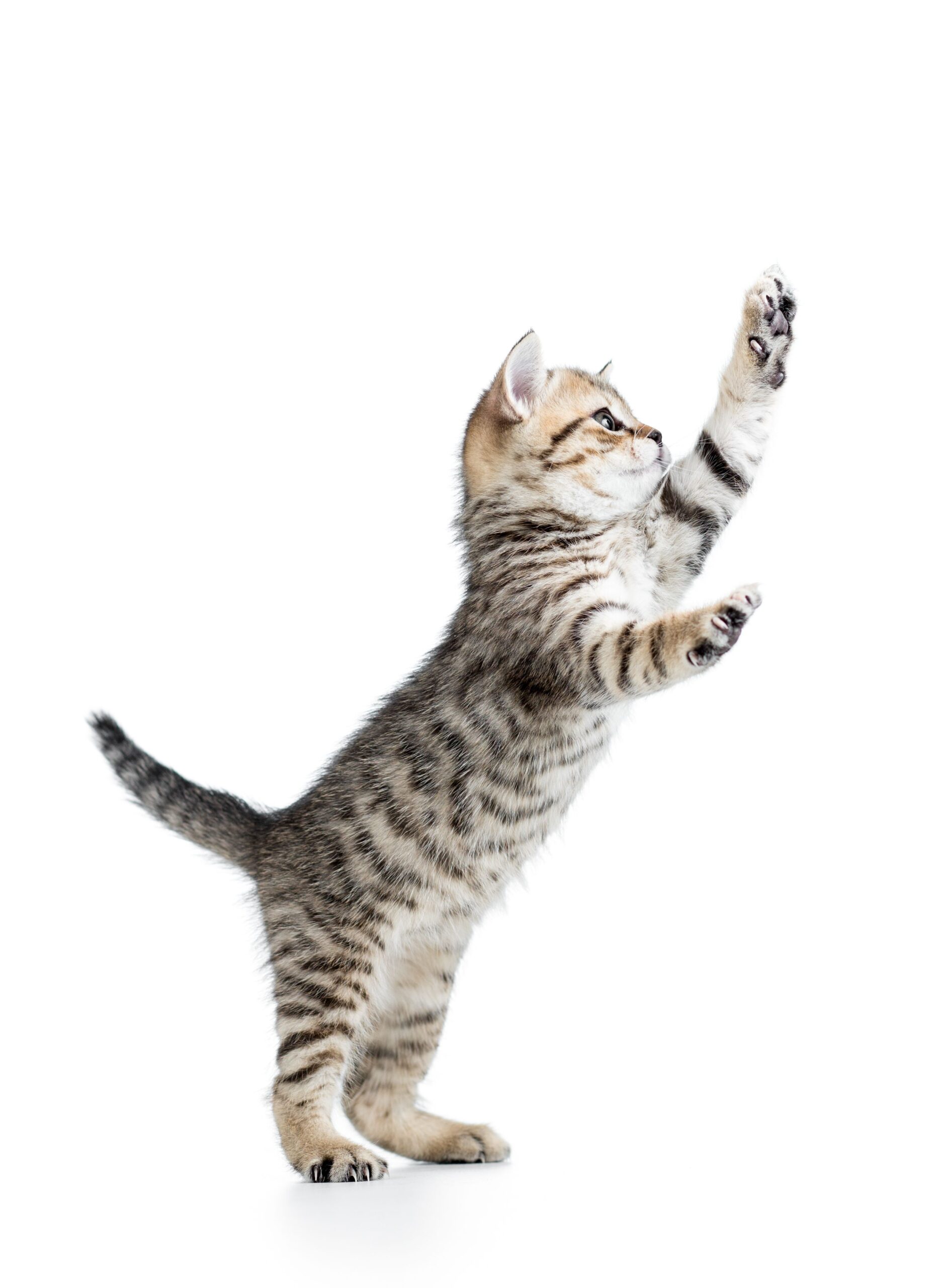 pet-health-plan-062e257f749b59